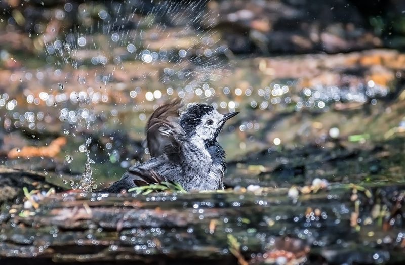 птица, трясогузка, купание, ручей, Наслаждение.photo preview