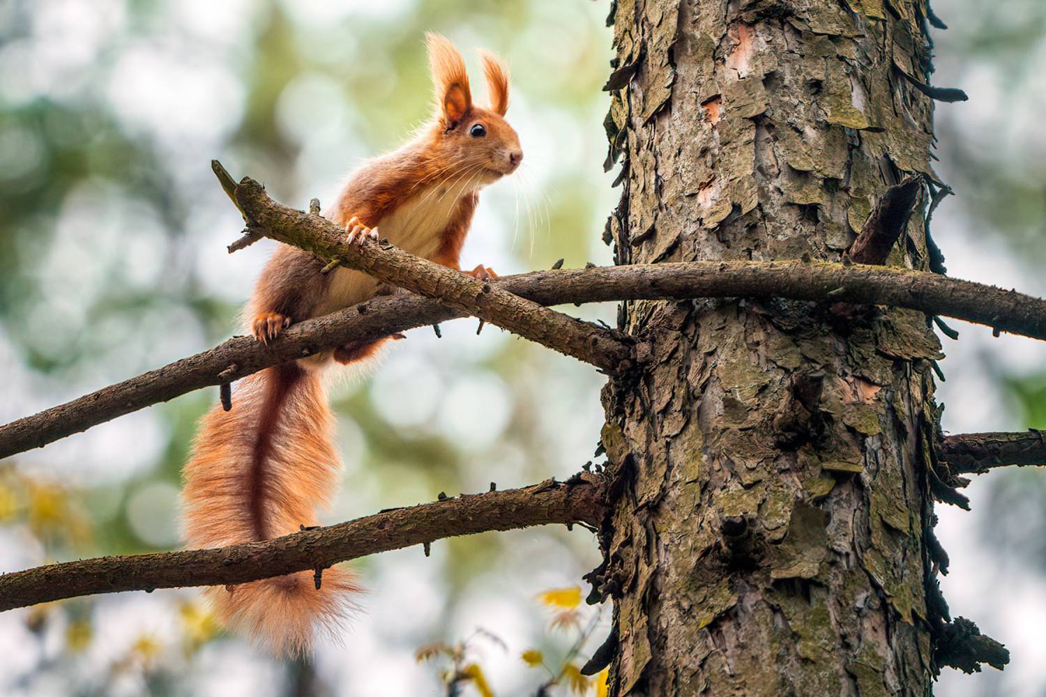 Squirrel. Автор: Wojciech Grzanka Squirrel, wildlife, nature, forest, Wojciech Grzanka