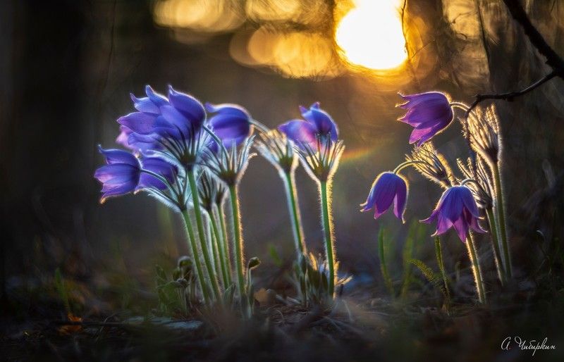 саров, протяжка, пейзаж, весна, первоцветы, сон трава Весна состояласьphoto preview