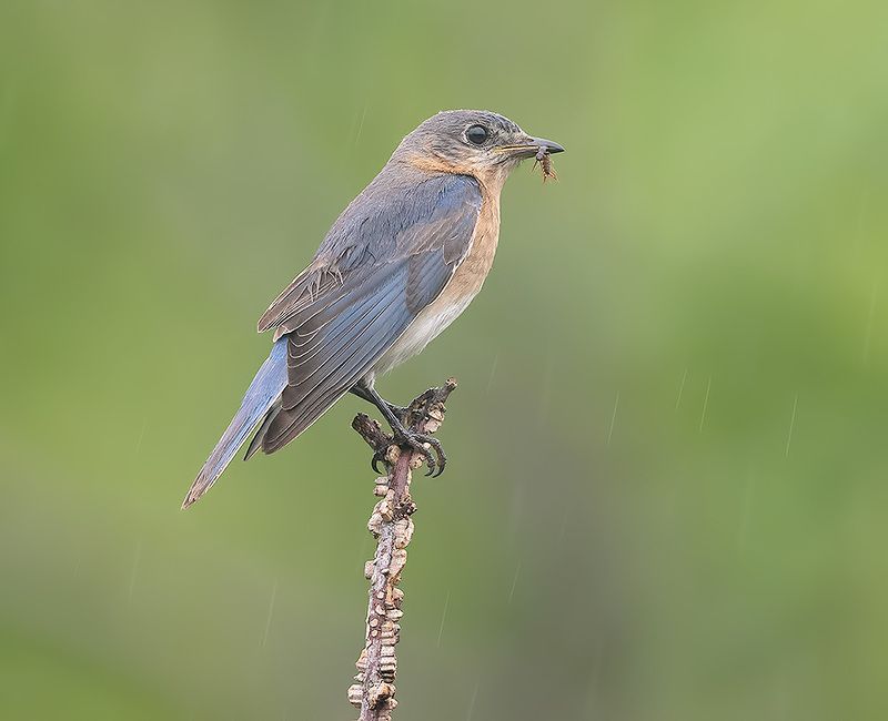 восточная сиалия, eastern bluebird,bluebird Eastern Bluebird, female -Восточная сиалия. самкаphoto preview