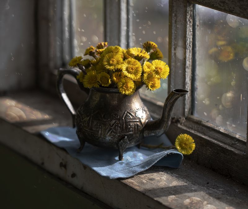 натюрморт, мать-и-мачеха, цветы Желтенькие...photo preview