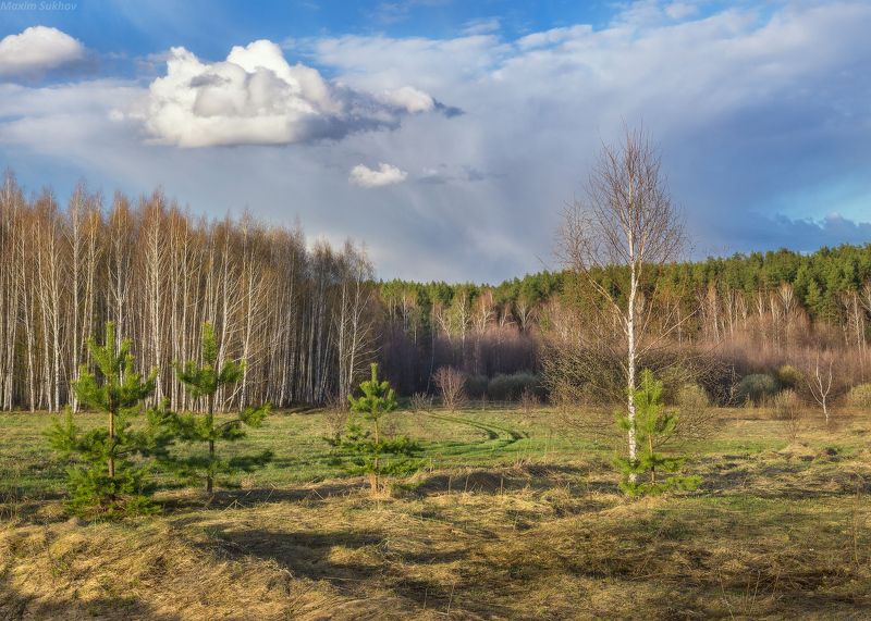 весна, березы, сосны, апрель, дорога, луг, облака, зелень Весна в нагуевских местахphoto preview