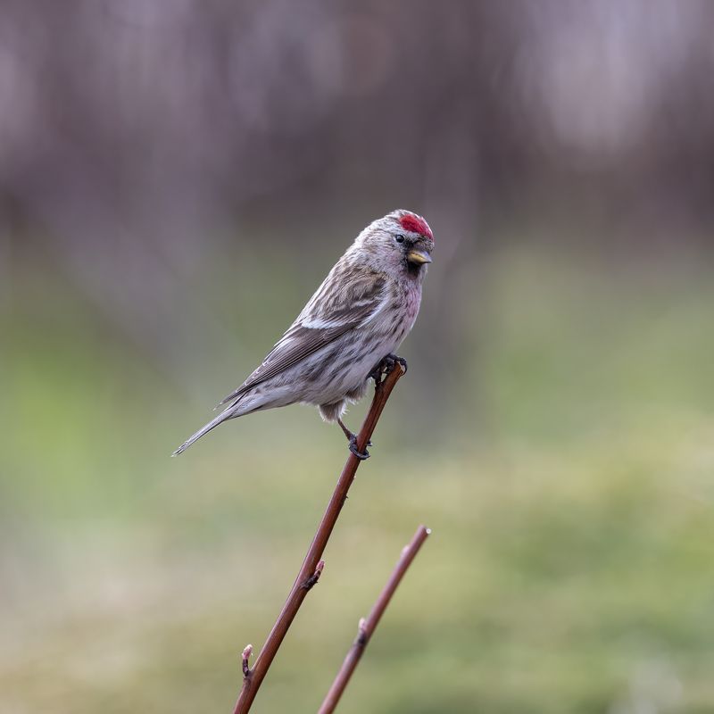 Чечетка, птицы Подозрительная чечеткаphoto preview