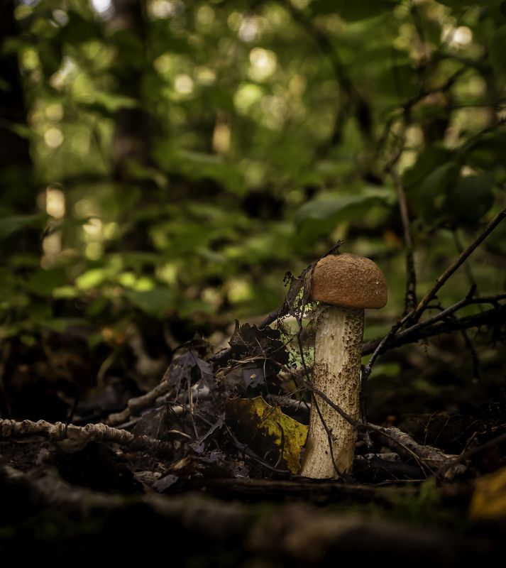 макро Краски природыphoto preview