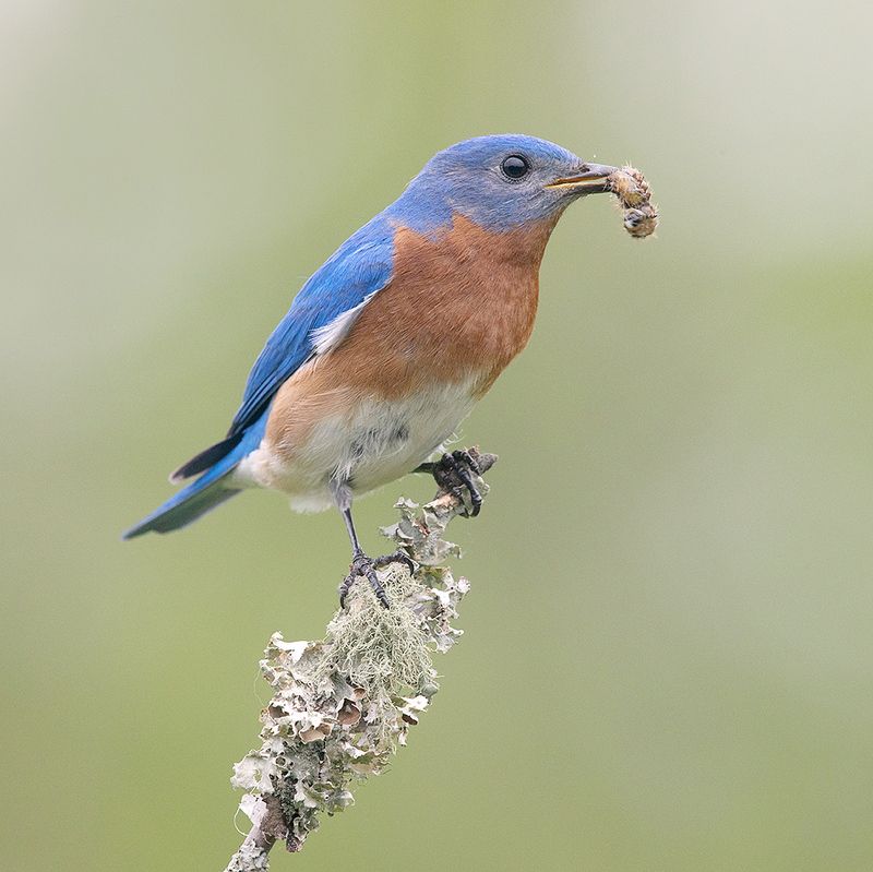 восточная сиалия, eastern bluebird,bluebird Eastern Bluebird, male -Восточная сиалия, самецphoto preview