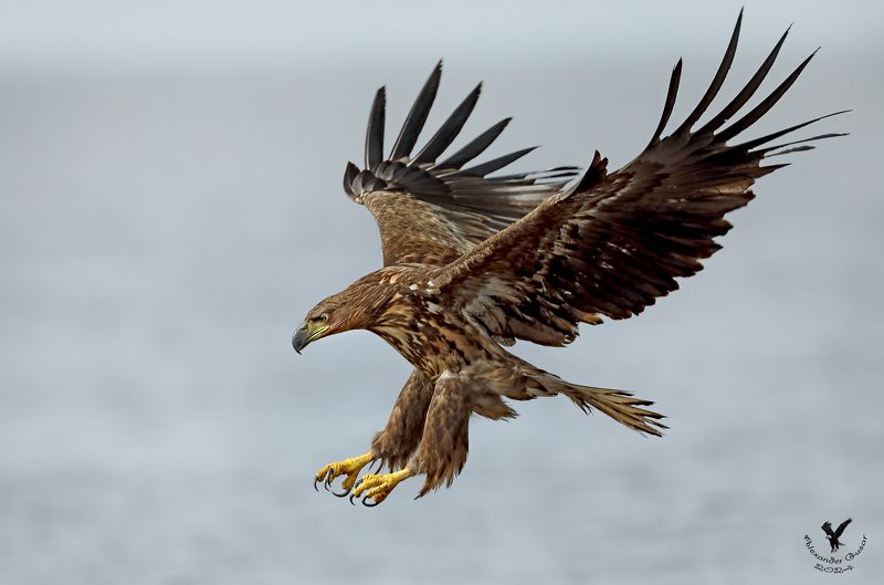 орлан, белохвост. К атаке готов.photo preview