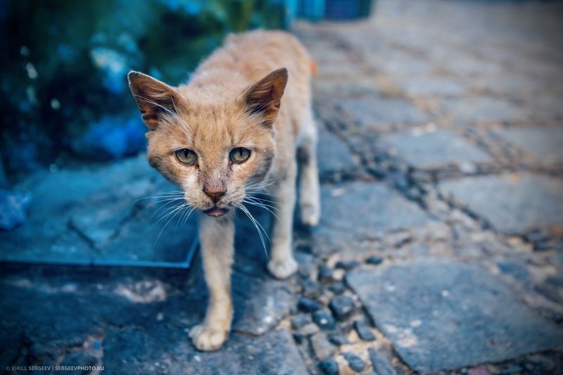 марокко, здания, дома, кот, животное, хищник, город, африка, архитектура, шефшауэн, улицы, северная африка, улица, синий город, уличное фото, morocco, buildings, houses, cat, animal, predator, city, africa, architecture, chefchaouen, street Хвостатые жители Синего города | Tailed residents of the Blue City фото превью