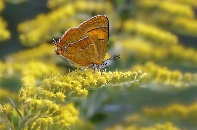 зефир березовый, бабочка, хвостатка березовая, макро, macro Зефир березовыйphoto preview
