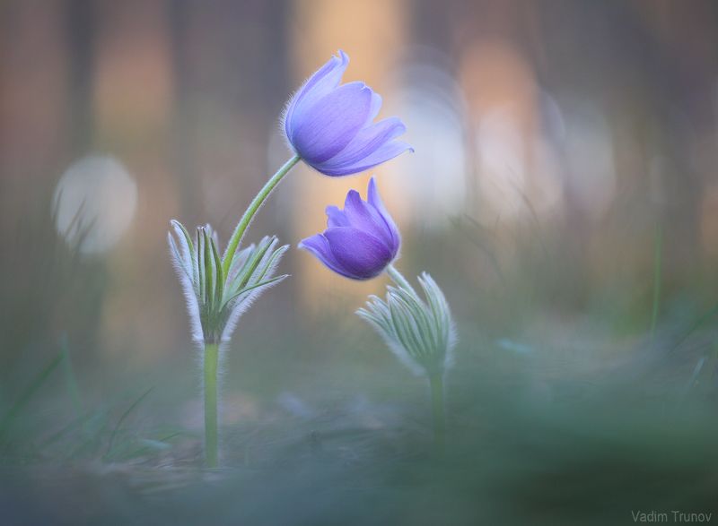 сон-трава В красивом сне фото превью