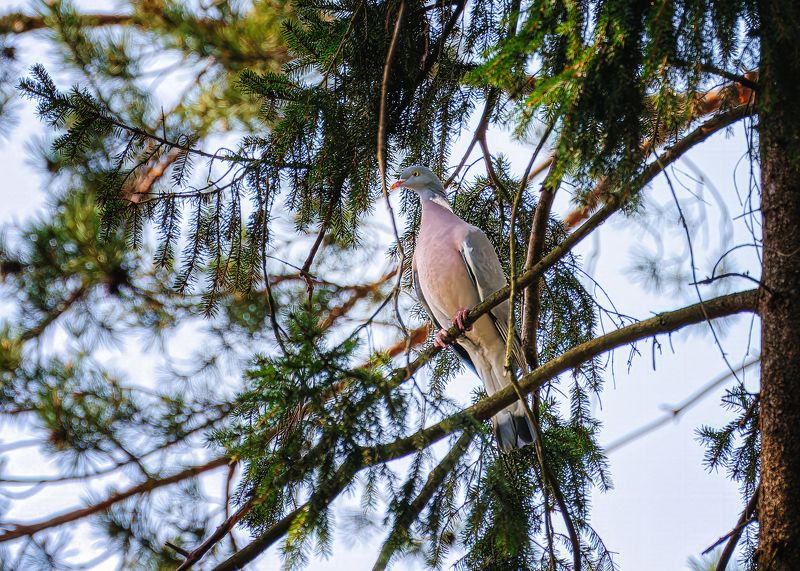 Вяхирь фото превью