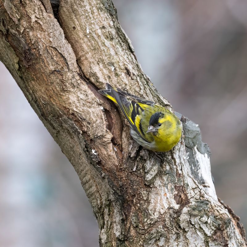 Чиж, самец чижа Любопытный чижикphoto preview