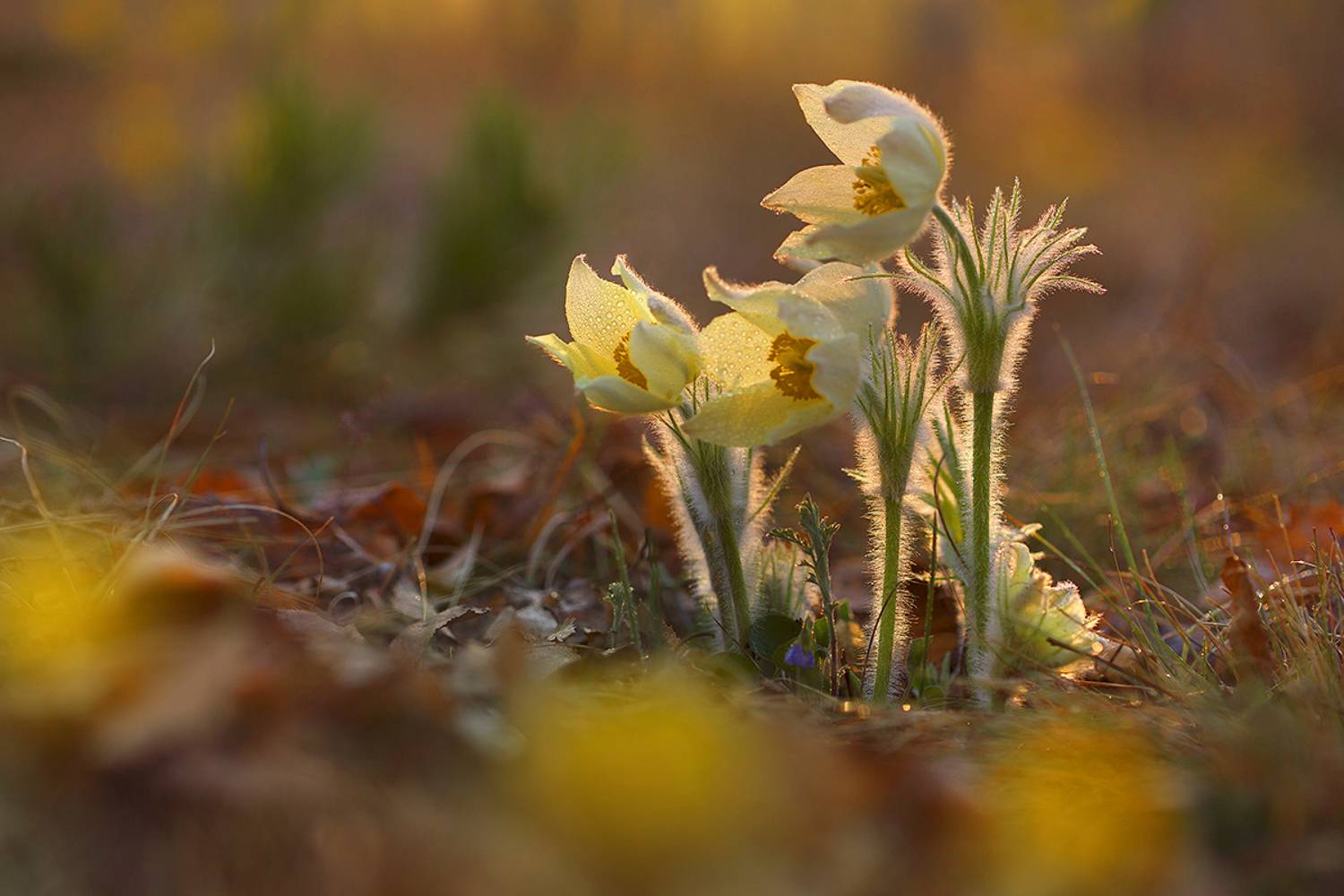 природа, весна, цветы, боке, прострел, сон-трава, подснежник, flowers, bokhe, nature, spring, Sokolova Tatiana