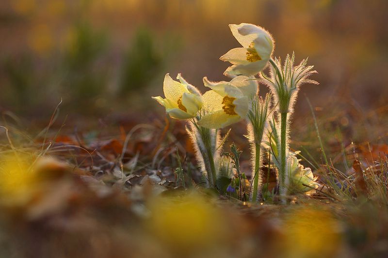 природа, весна, цветы, боке, прострел, сон-трава, подснежник, flowers, bokhe, nature, spring Вальс цветов фото превью