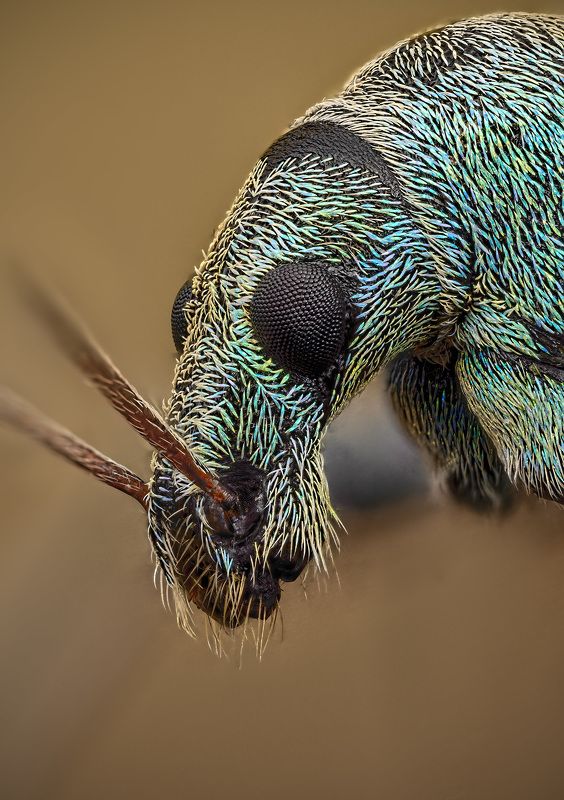 phyllobius, maculicornis Долгоносик бледно-зелёныйphoto preview