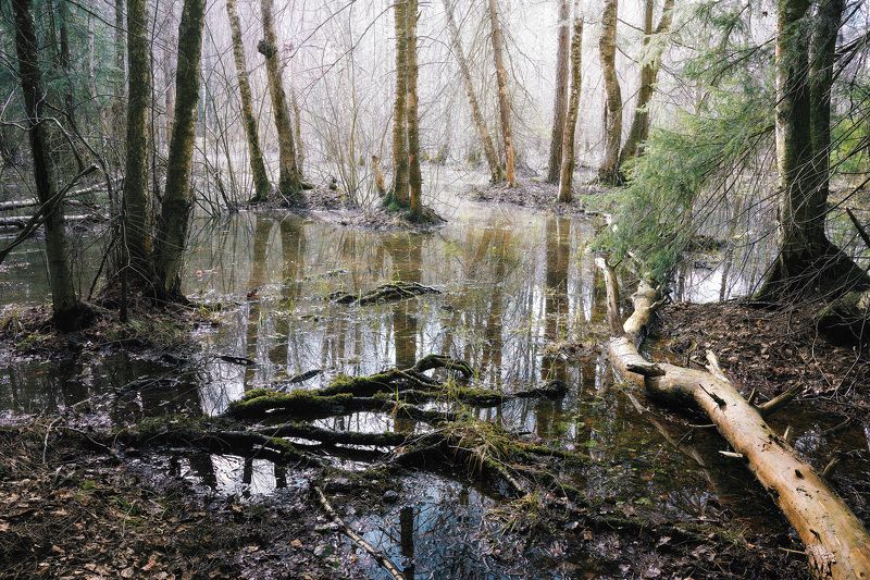 лес, весна В апрельском лесуphoto preview