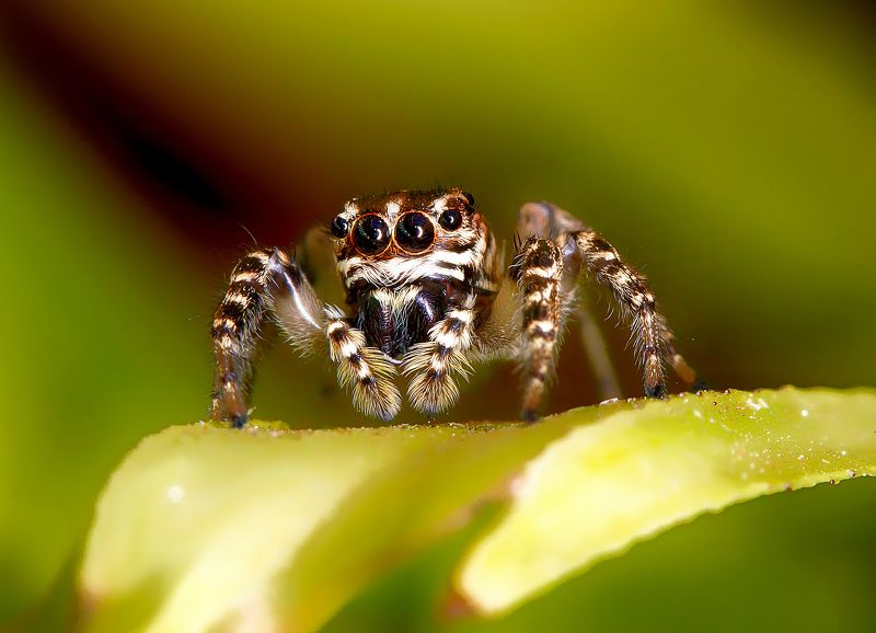 Jumping spiderphoto preview