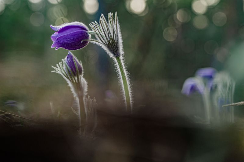 Сон трава, в лесном царстве. photo preview