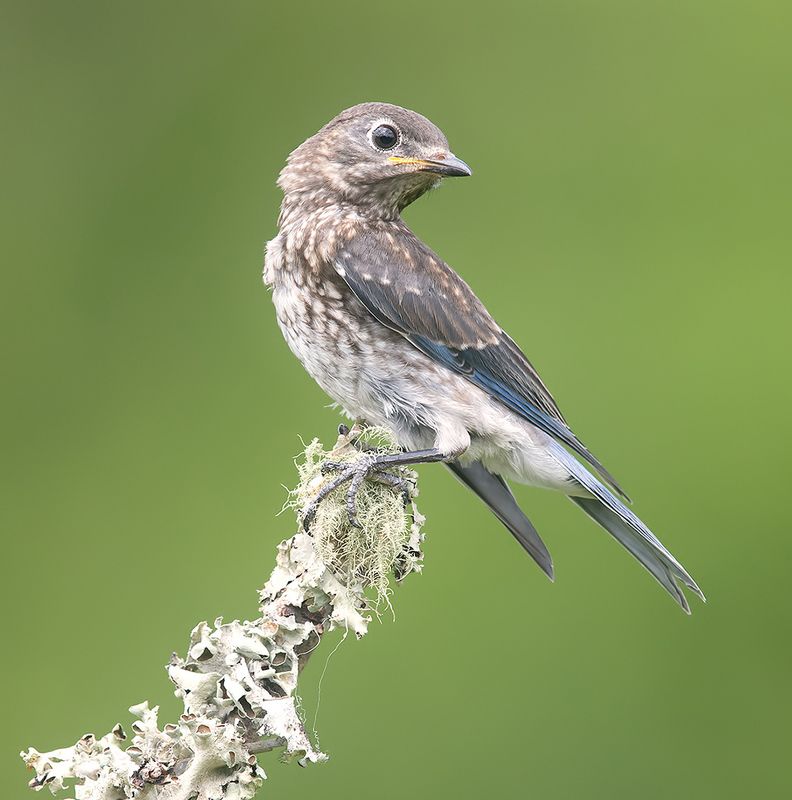 восточная сиалия, eastern bluebird,bluebird juvenile. Bluebird. Восточная сиалия. слетокphoto preview