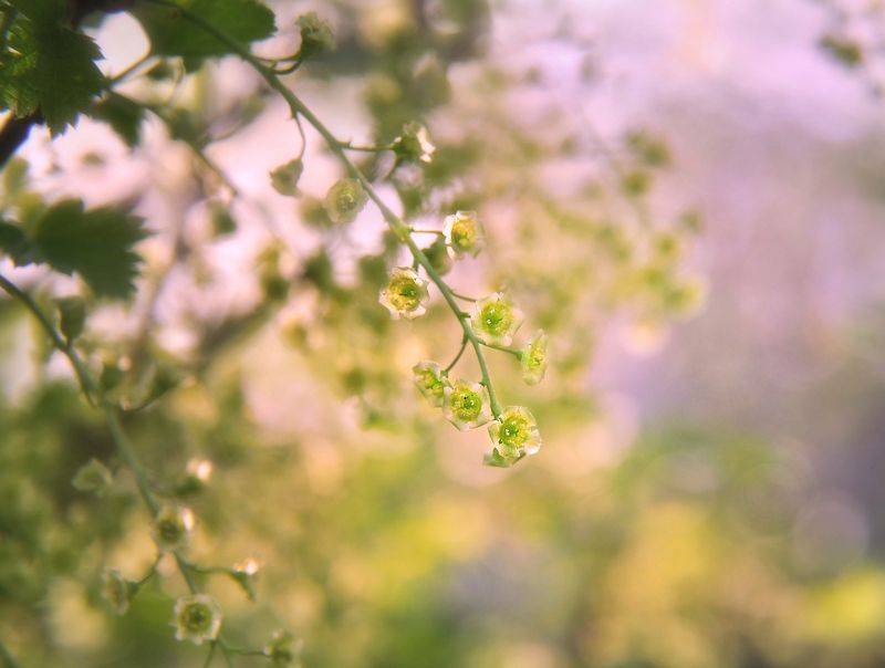 весна, цветение Прозрачная нежность апрельского утраphoto preview