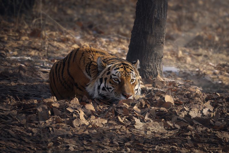 тигр, большие кошки, сафари хандраphoto preview
