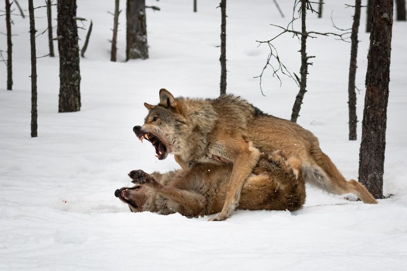 волки, зима, драка, лес, пасть, злость Лежааааааать!!!photo preview