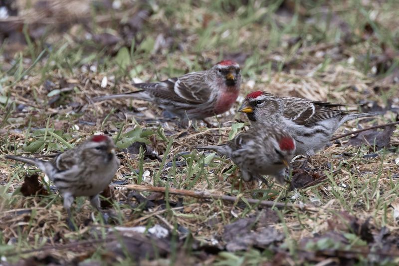 Чечетка, птицы Потому что мы... банда!photo preview