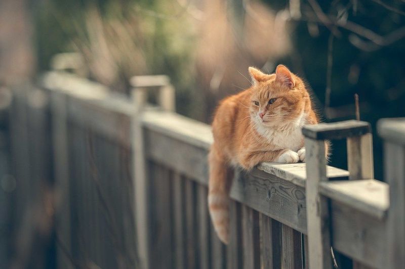 Дачникphoto preview