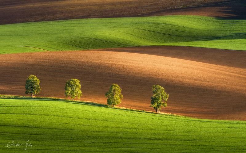 spring, moravia, sony, bloom, trees, czech, bohemia, field, tuscany, green, grass, chestnut Chestnut alley in South Moravia.photo preview