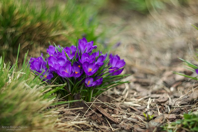 Крокусыphoto preview
