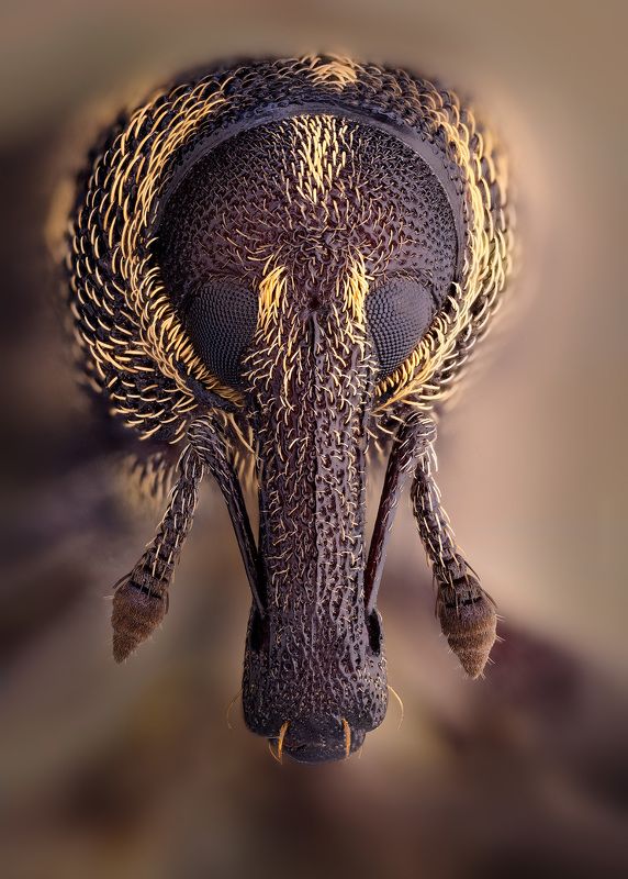 coleoptera, curculionoidea, hylobius abietis Долгоносик сосновый большойphoto preview