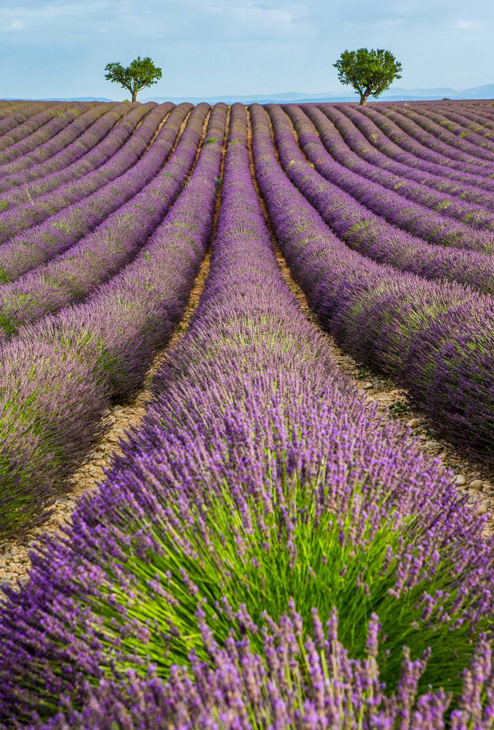 , Гудков Андрей