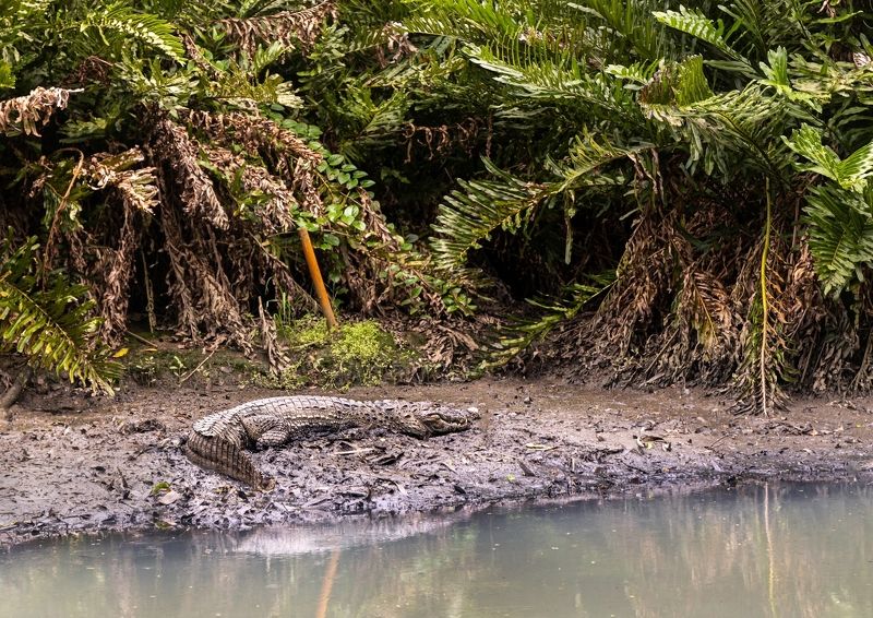 Crocodile, Brazil, jungle  In Brazil фото превью