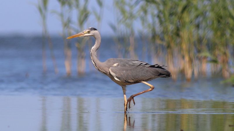 серая цапля, цапля, ardea cinerea, grey heron, куршская коса, куршский залив Цапелькаphoto preview