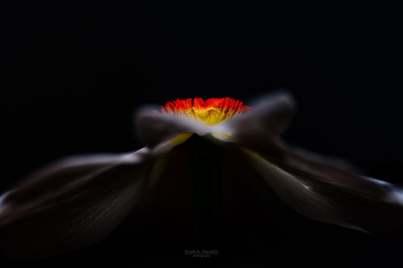 цветы, нарцисс, макро, черный фон, абстрактные цветы, flowers, daffodil, narcissus, macro, blackbackground, abstractflower In the moonlight фото превью