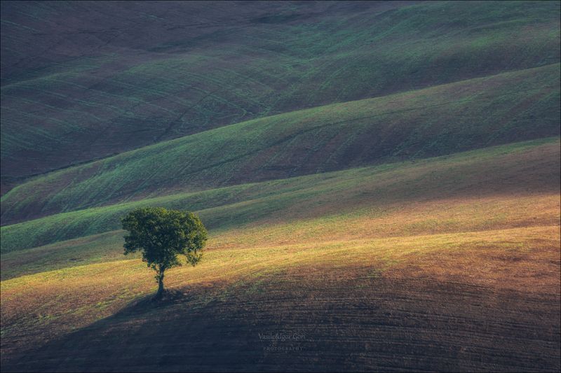 italy,san quirico d\\\'orcia,italia,одинокое дерево,италия,тоскана,pienza,toscana,осень,tuscany,belvedere,тени,nature,agriculture,rural Свет и одинокое дерево...photo preview