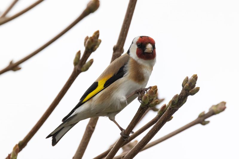 Щегол, птицы Щёголь - щеголphoto preview