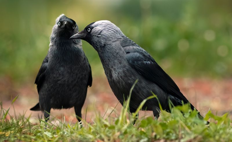 nature, birds, birdwatching Jackdawsphoto preview