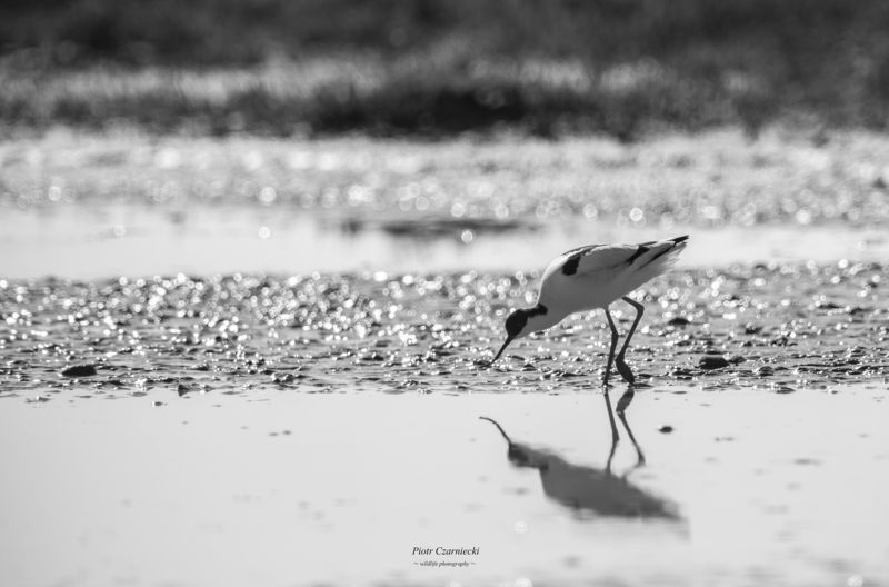 birds, avocet, animals, nature, swamps, lake, nature photography, nice photo, B&W, black and white, nature reserve, ecology, nature protection Avocet photo preview