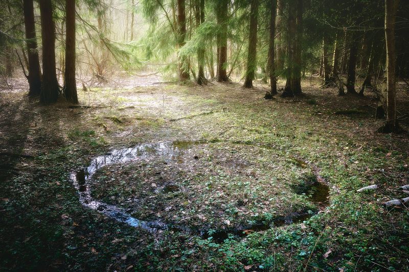 лес, весна В весеннем лесуphoto preview