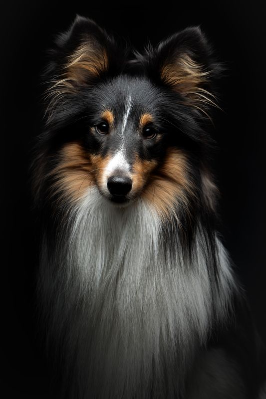 Шелтиphoto preview