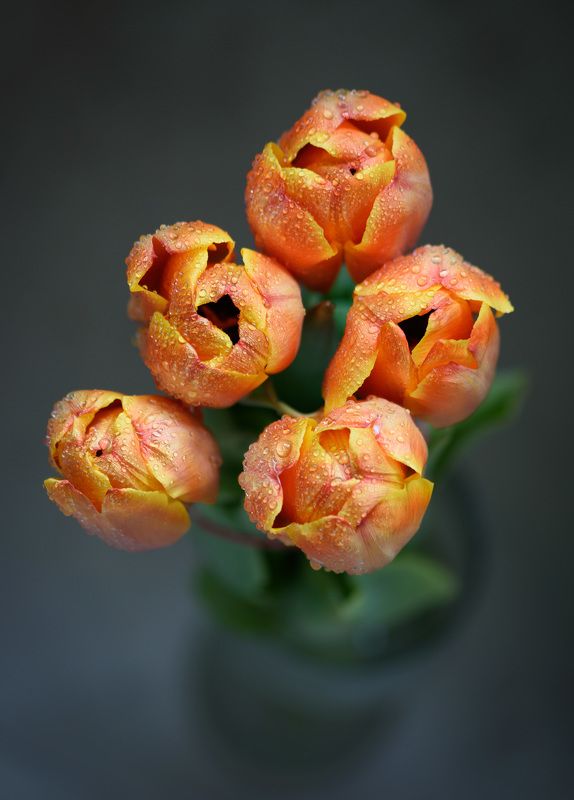 tulip flowers тюльпаны цветы букет photo preview
