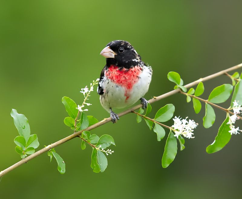 rose-breasted grosbeak, красногрудый дубоносовый кардинал, кардинал, весна Rose-breasted Grosbeak, male - Красногрудый дубоносовый кардиналphoto preview