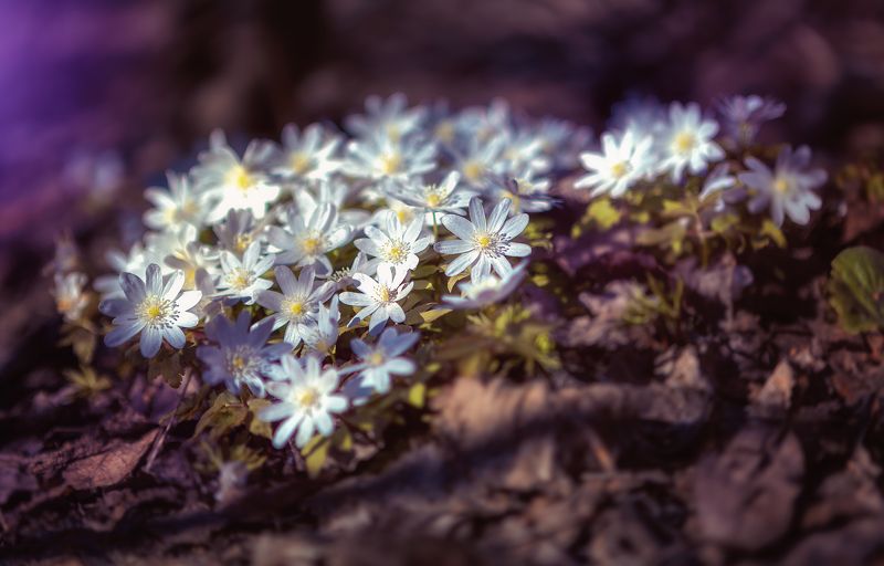 весна, цветы, природа, сибирь Первые Весенние Цветы Сибириphoto preview