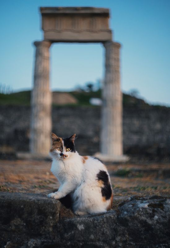 Боспорянка.photo preview