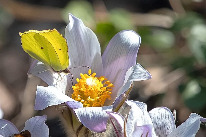 насекомые, бабочка, цветы, сон-трава, цветок Первая бабочкаphoto preview