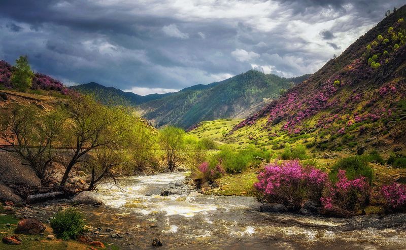 горный алтай,начало мая,чуйский тракт,река б.ильгумень,цветущий маральник,рододендрон ледебура Весенний Алтай...photo preview