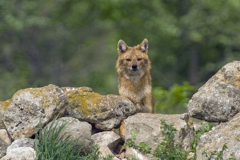 Джакоphoto preview