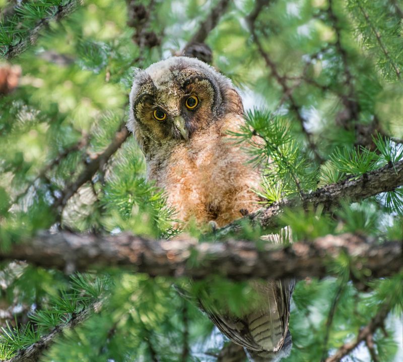 птица, сова, ушастая, слёток, я больше не бууу.. фото превью