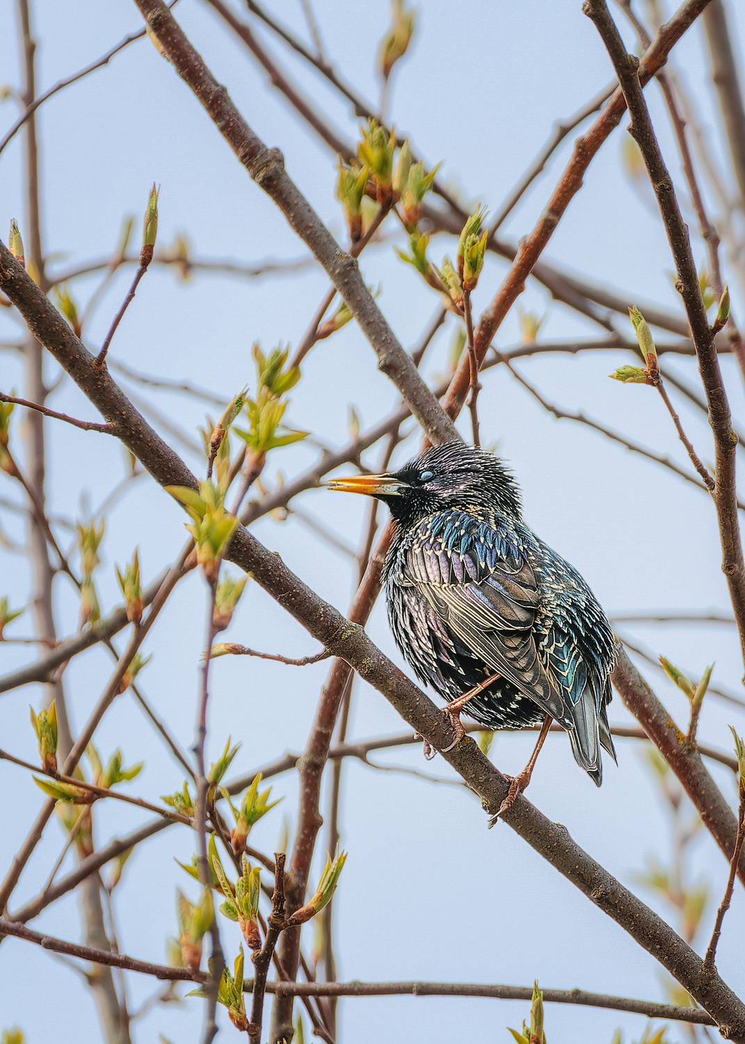 , Загруев Михаил