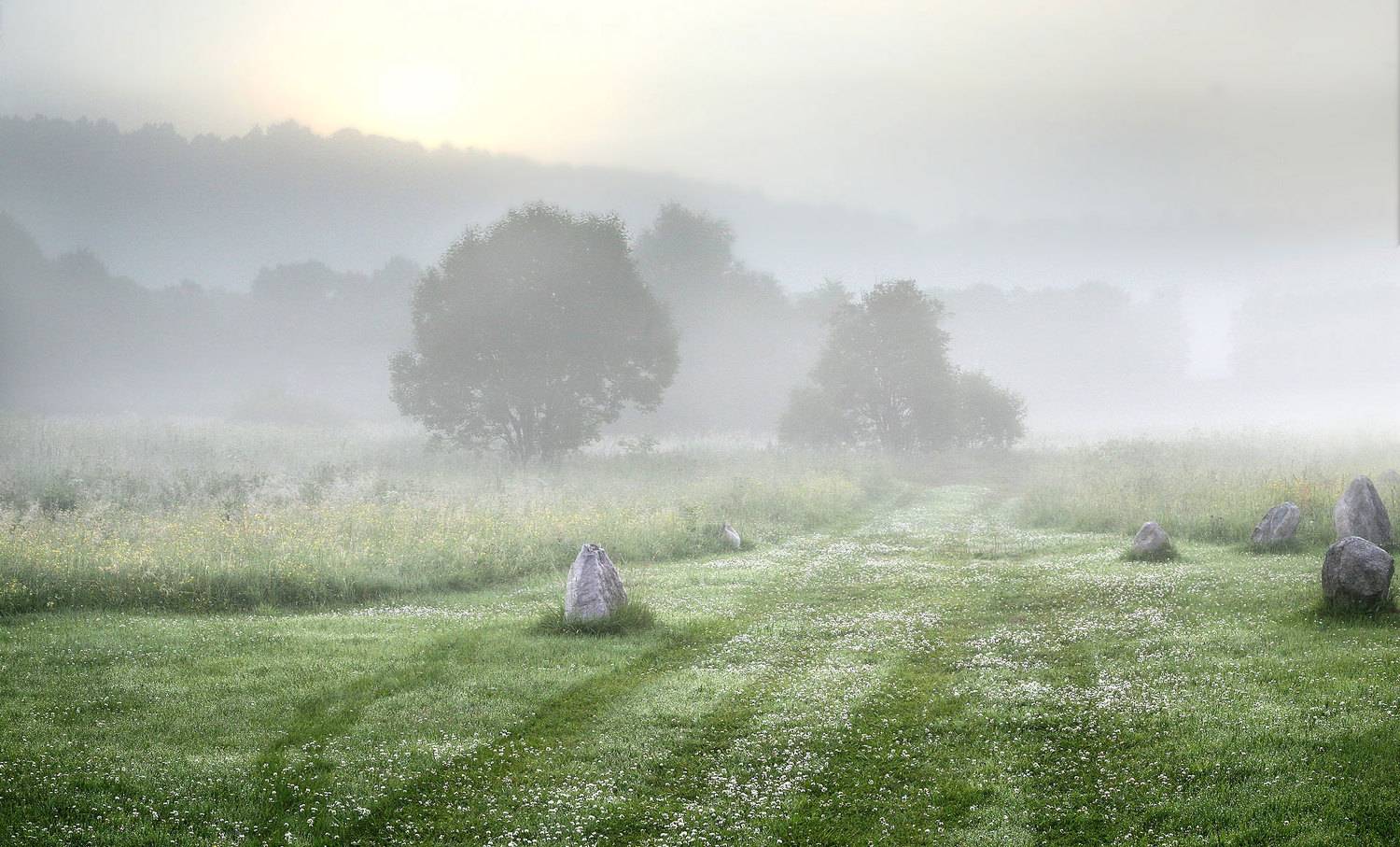 Про клеверную кашку ранним утром. Автор: Yuri Ovchinnikov , Yuri Ovchinnikov